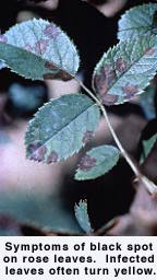 Symptoms of black spot on rose leaves.
